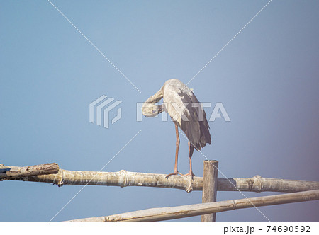 Birds live and swim in freshwater lakes, local birds in the world wetlands (Ramsa site). 74690592