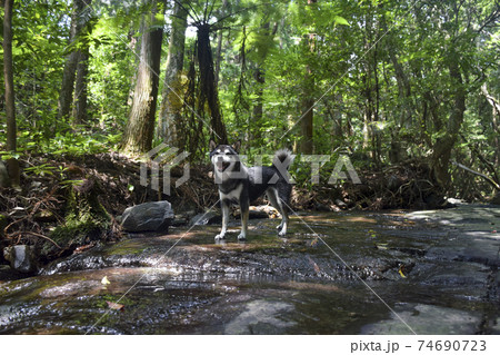 屋久島滝之川の一枚岩の黒柴 74690723