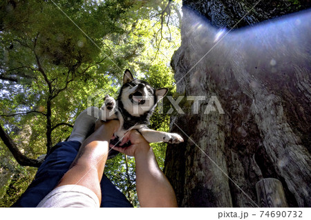 紀元杉と黒柴 紀元杉と黒柴 74690732