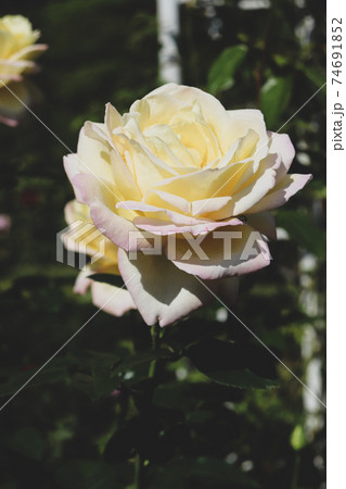 白い バラ ローズ 薔薇 可憐 大輪 イエロー 綺麗	 74691852