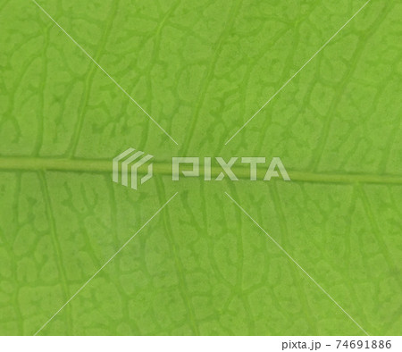 植物・テイカカズラの葉脈の背景素材 植物・テイカカズラの葉脈の背景素材 74691886