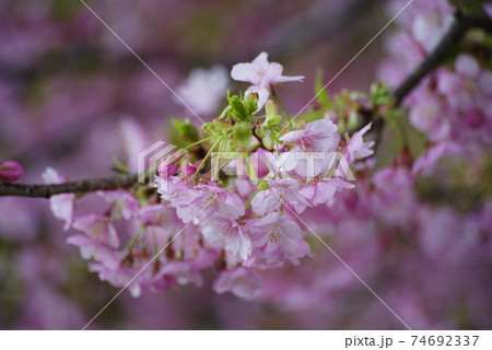 河津桜 74692337