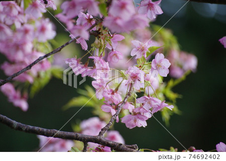 河津桜 74692402