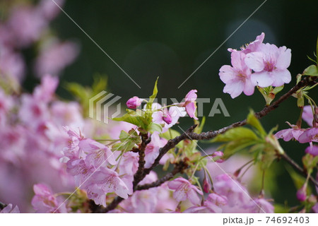 河津桜 74692403