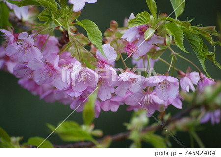 河津桜 河津桜 74692404