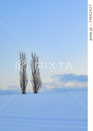 【北海道美瑛町の冬】青空の丘とポプラの木 1月 【北海道美瑛町の冬】青空の丘とポプラの木 1月 74692427