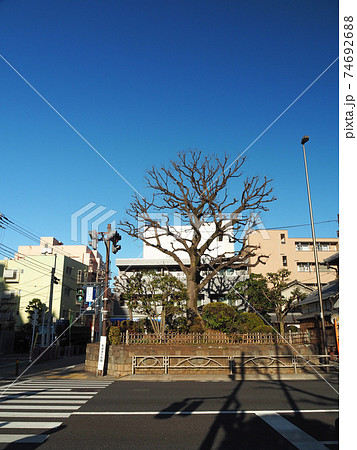 旧中山道の志村一里塚 74692688