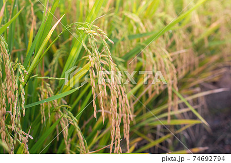 Paddy rice field ready for harvest in the morning. Paddy rice field ready for harvest in the morning. 74692794