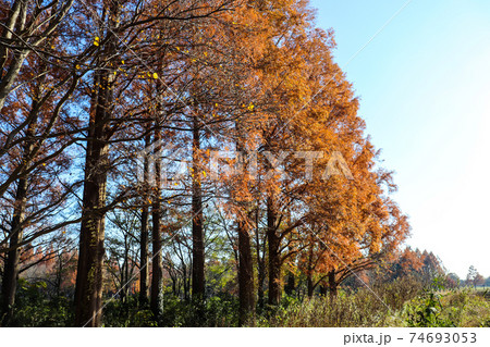 秋 森林 メタセコイヤ 紅葉 オレンジ 夕暮れ 幻想的 綺麗 美しい 優美 草 の写真素材