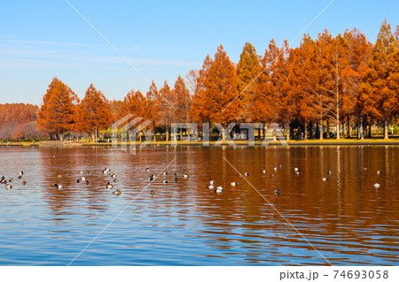 秋の風景 紅葉 メタセコイヤ 水辺 湖 綺麗 美しい 穏やか の写真素材