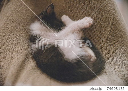 ニットスカートのひざの上に丸くなって眠る毛玉のような可愛い子猫の写真素材