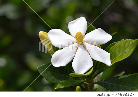 クチナシの花 クチナシの花 74693227