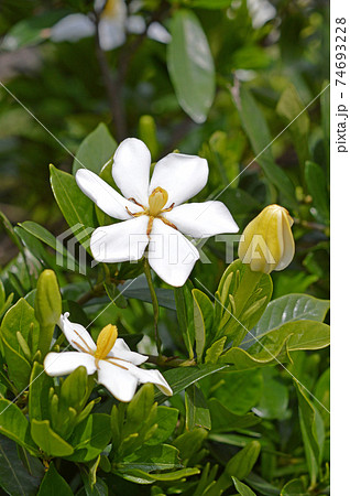 クチナシの花 クチナシの花 74693228