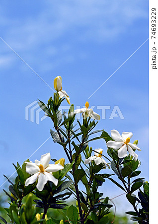 クチナシの花 クチナシの花 74693229