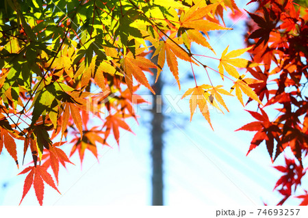 日本の秋の風景 赤いもみじ 和風 紅葉 美しい 綺麗 の写真素材