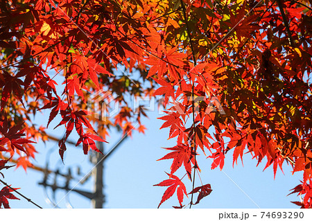 日本の秋の風景 もみじ 赤い 和風 オレンジ 綺麗 美しい の写真素材