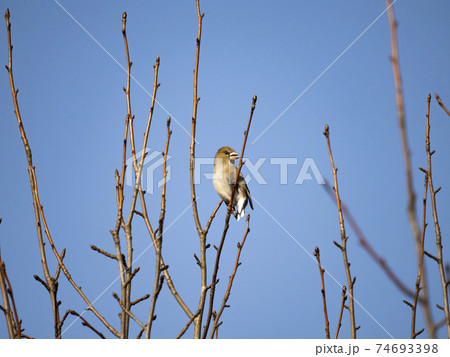 枝にとまるシメ 74693398