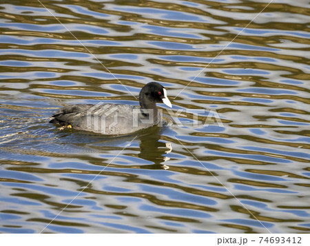 オオバン オオバン 74693412