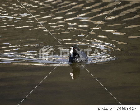 オオバン 74693417