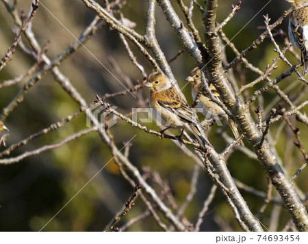 木の枝にいるメスのアトリ 木の枝にいるメスのアトリ 74693454