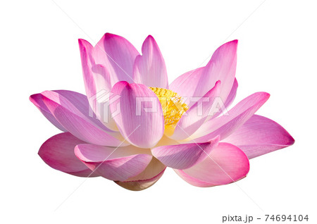 lotus Pink Isolate White flowers bloom 74694104
