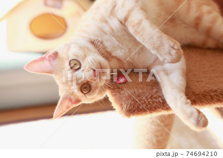 キャットタワーでリラックスする茶トラの猫 キャットタワーでリラックスする茶トラの猫 74694210
