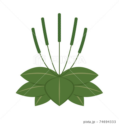 オオバコのイラスト 74694333