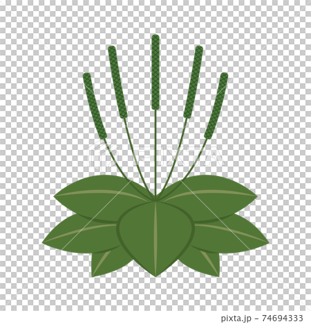 オオバコのイラスト 74694333