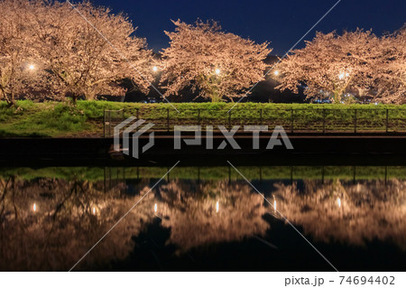 ライトアップされた流川の桜並木 福岡県うきは市の写真素材