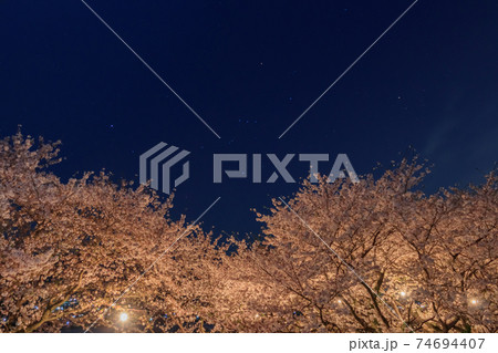 ライトアップされた流川の桜並木とオリオン座 福岡県うきは市 74694407