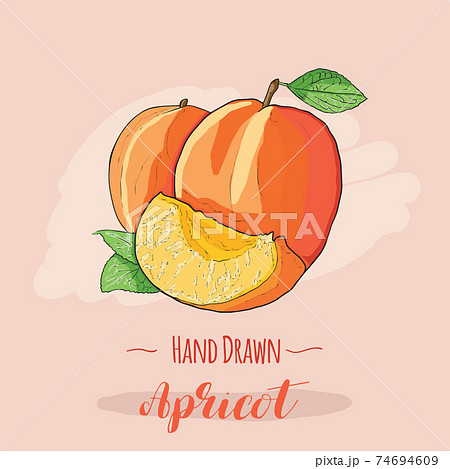 Hand drawn colorful exotic tropical fresh fruit apricot Hand drawn colorful exotic tropical fresh fruit apricot 74694609