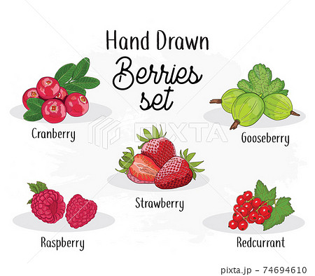 Hand drawn colorful Berries Collection. Cranberry Gooseberry Strawberry Raspberry and Redcurrant Set 74694610