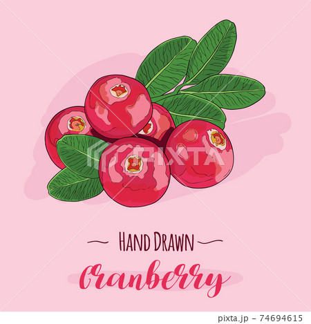 Hand drawn colorful exotic tropical fresh fruit cranberry Hand drawn colorful exotic tropical fresh fruit cranberry 74694615
