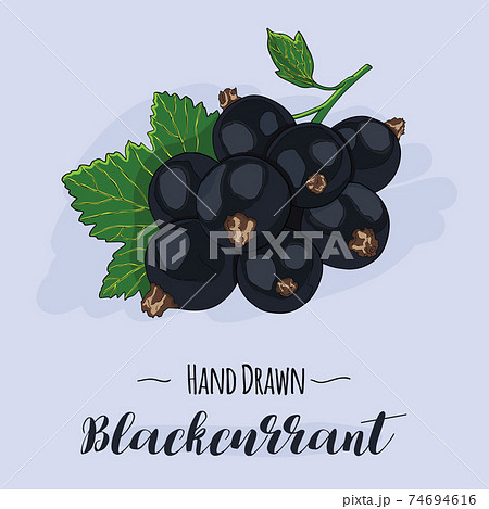 Hand drawn colorful exotic tropical fresh fruit Blackcurrant 74694616