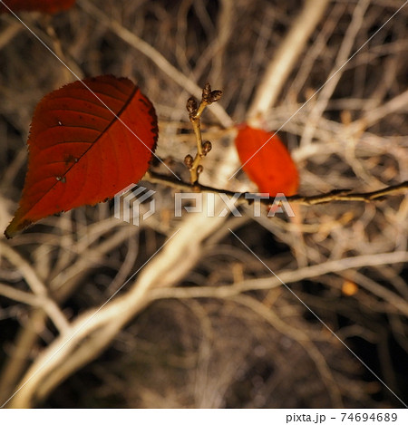 京都東寺の木の枝に残った最後の1枚の赤い葉の写真素材