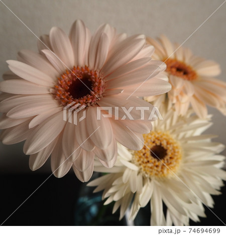 花瓶に生けてあるピンク色と白とオレンジの3輪の花の写真素材