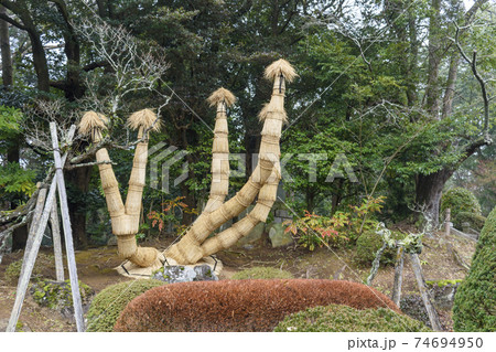 成田山公園　こも巻き 74694950