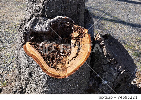 桜の枝打ち跡 74695221