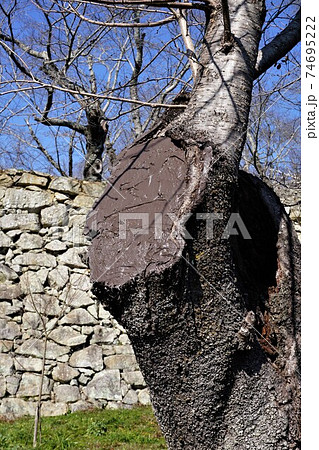 桜の枝打ち跡 74695222