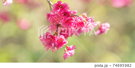 桜 さくら サクラ 74695982