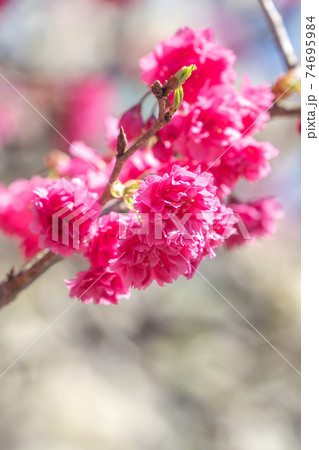 桜 さくら サクラ 74695984