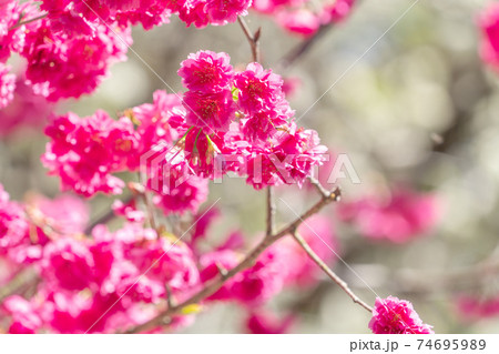 桜 さくら サクラ 74695989