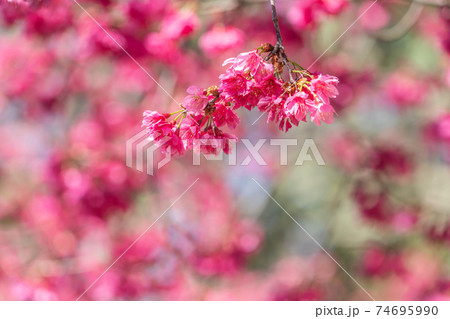 桜 さくら サクラ 74695990