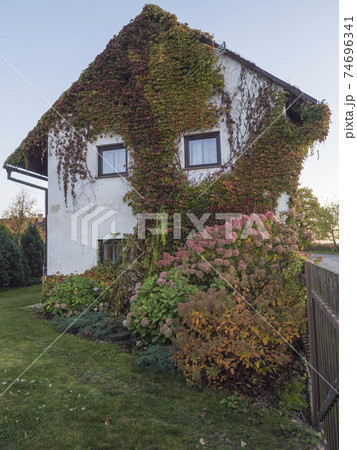 Overgrown front facede of white country house and garden with beautiful various Hydrangea flowers and climbing ivy, creeping wine and bush of hortensia in bloom. Autumn, golden hour light 74696341