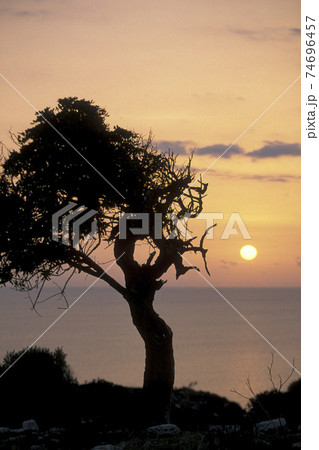 CYPRUS LARNAKA OLIVE TREE CYPRUS LARNAKA OLIVE TREE 74696457