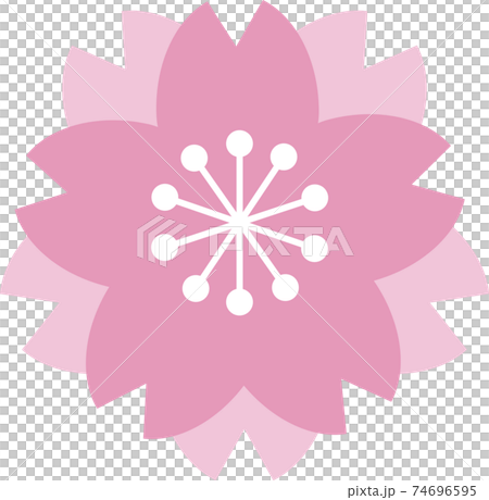 Sakura cherry blossom spring flower stamp icon illustration material 74696595