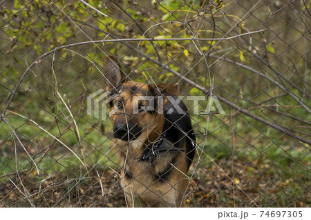 German shepherd behind cage with a trees and grass background looks in a camera. Animal, dog, pet, friend. 74697305