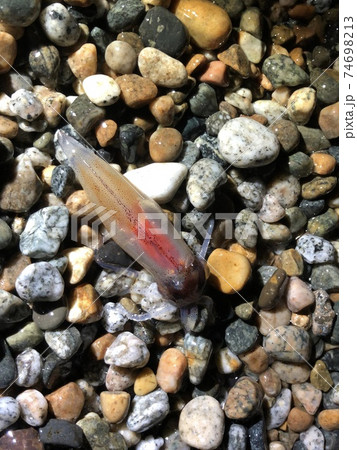 ホタルイカ Watasenia scintillans 身投げ 74698213
