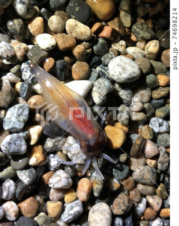 ホタルイカ Watasenia scintillans 身投げ ホタルイカ Watasenia scintillans 身投げ 74698214