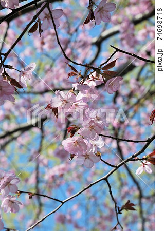 サクラ サクラ 74698748